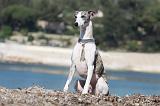 WHIPPET 246